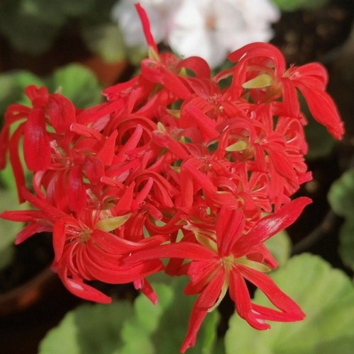 Pelargonium 'Tangerine' - Pelargoon 'Tangerine' P9/0,55L